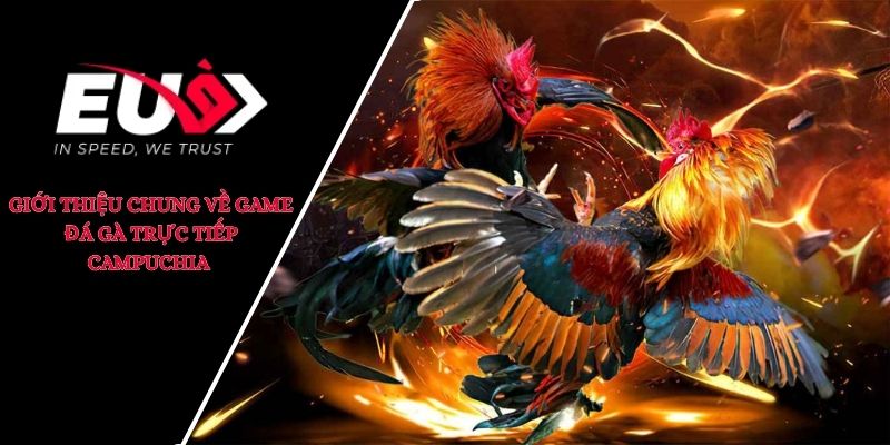 đá gà trực tiếp campuchia